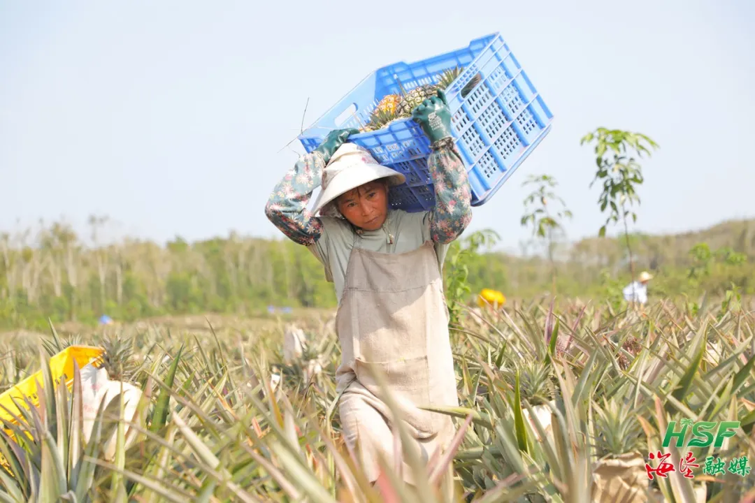 不只橡胶绿，更有凤梨甜